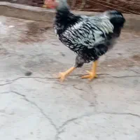 خروس ویاندوت سیلور|حیوانات مزرعه|مرند, |دیوار