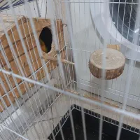 برزیلی جفت|پرنده|تهران, شهرک آزادی|دیوار