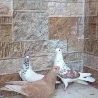 چندتا کبوتر خوب برا فروش دارم