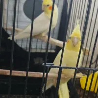 سلام جفت عروس وجفت جوجه