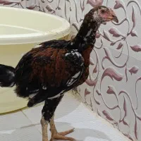 خروس لاری