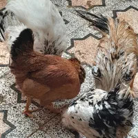 مرغ وخروس|حیوانات مزرعه|اندیمشک, |دیوار