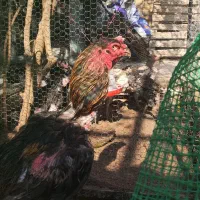 خروس لاری|حیوانات مزرعه|یزد, |دیوار