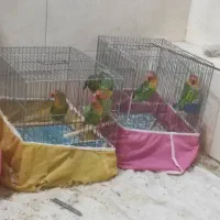 فروش طوطی کوتوله برزیلی