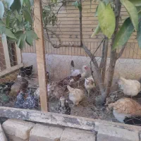 گلین (مرغ و خروس لری عشایری)|حیوانات مزرعه|فولادشهر, C4|دیوار