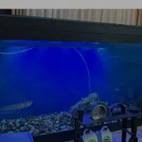 اروانا ( فروش فوری)