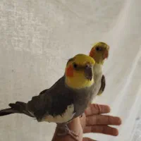 جفت عروس هلندی، سخنگو،دستی.