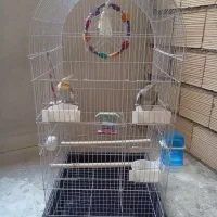 یک جفت عروس هلندی نر و ماده