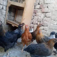 نوچه و جوجه خروس|حیوانات مزرعه|قم, جمکران|دیوار