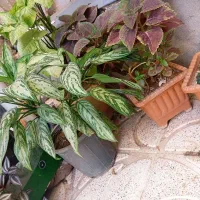 گل و گیاه|گل و گیاه طبیعی|مراغه, |دیوار