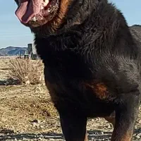 ماده روت جوان کیفیت فول