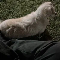 سگ اشپیتز|سگ|اصفهان, شهریار|دیوار