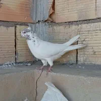 کبوتر پرشی|پرنده|سمنان, |دیوار