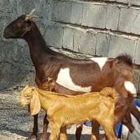 گیسه با دو کهره نر و ماده چراگی و چپش گلابی