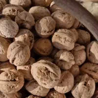 فروش گردو و مغز گردو روغنی کردستان کلی و جزئی