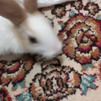 خرگوش|موش و خرگوش|خواف, |دیوار