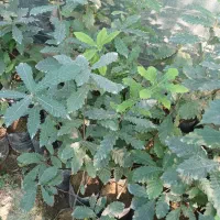 فروش نهال بلوط