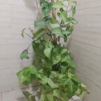 فروش گل آپارتمانی حراج