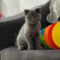 گربه اسکاتیش بلو نر