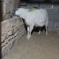 بزاوست|حیوانات مزرعه|تربت جام, جامرود|دیوار