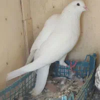 کبوتر ، تهرونی ، رنگه ، المانی
