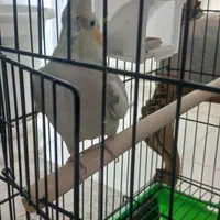 عروس هلندی ماده|پرنده|اصفهان, شهریار|دیوار