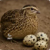 بلدرچین تخم گذار