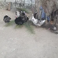 گوشت اعلای محلی بوقل