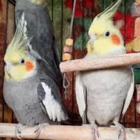 طوطی عروس هلندی