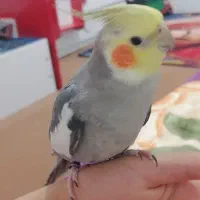 عروس هلندی گم شده