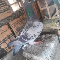 کبوتر دورگ ماده