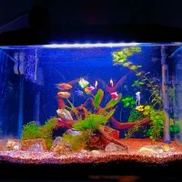 آکواریوم تمیز سالم با وسایل ماهی