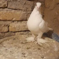 کبوتر لوتی|پرنده|باسمنج, |دیوار