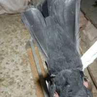 توافوی|حیوانات|مرودشت, فیروزی|دیوار