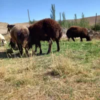 بره نر.وماده