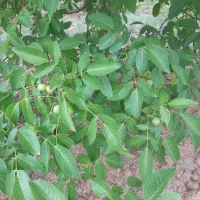فروش باغ گردو و انگور