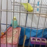 مرغ عشق|پرنده|آبادان, |دیوار