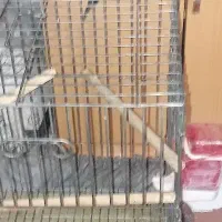 عروس هلندی نر|پرنده|مشکین‌دشت, |دیوار