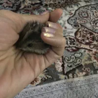 همستر|موش و خرگوش|ایلام, |دیوار