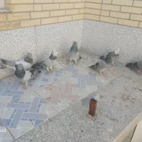کبوتر اصفهانی اصیل|پرنده|اصفهان, سرشبادران|دیوار