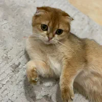 اسکاتیش بریتیش گلد ماده