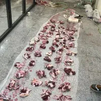 قصاب سیارگاو گوسفندشترمرغ خروس بره صلاحی میشود