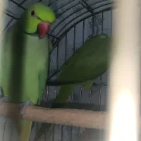 طوطی ملنگو نر|پرنده|شیراز, کوشک میدان|دیوار