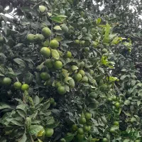 فروش نارنگی  انشو سر درختی  بصورت کلی|عمده‌فروشی|بابلسر, |دیوار