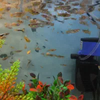 ماهی گوپی بالغ دونه ای 10 تومن|ماهی|اصفهان, دوطفلان|دیوار