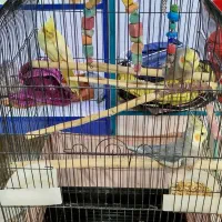 3عدد عروس هلندی لوتینو. نروماده کاملا دستی|پرنده|گرمسار, |دیوار