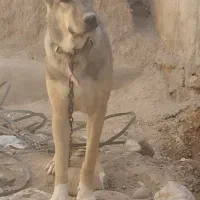 واگذاری توله ماده ۸ ماه ب دلیل کمبود جا|سگ|شیروان (خراسان), |دیوار