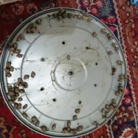 حلزون اچانینا