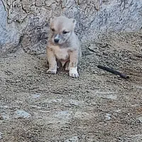 حیوانات|سگ|جلگه رخ, |دیوار