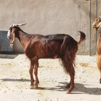 ۱۰ عدد بز ابستن